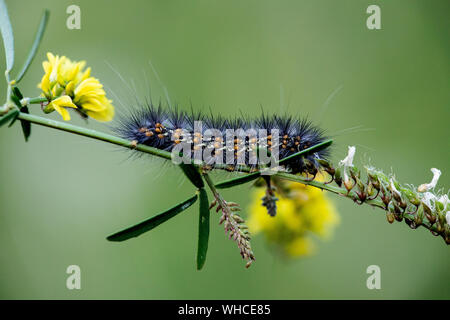 Salzwiesen Motte Caterpillar der Ordnung Lepidoptra in Schmetterlinge und Motten auf natürliche Zweig Stockfoto