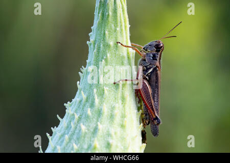 Grasshopper Unterordnung Caelifera auf riesigen Milkweed isoliert Stockfoto