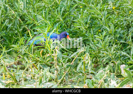 Purple Gallinule Nahrungssuche Stockfoto