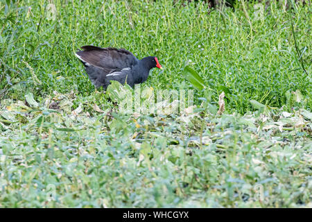 Nach gemeinsamen Gallinule Nahrungssuche Stockfoto