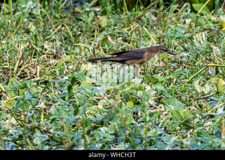 Weibliche Boot-tailed grackle Nahrungssuche Stockfoto