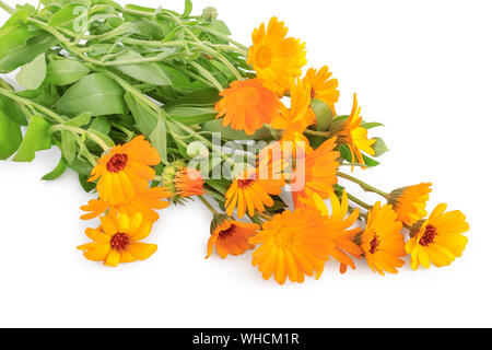 Büsche von orange Ringelblume Blumen Hintergrund. Auf weiß isoliert. Stockfoto