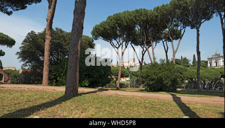 Palatin in Rom mit italienischer Pinien, Italien Stockfoto