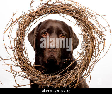 Xmas chocolate Labrador Hund stellt für Weihnachten Karte Stockfoto