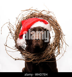 Xmas chocolate Labrador Hund stellt in einem Santa hat für Weihnachten Karte Stockfoto