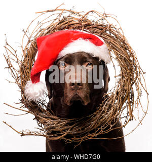 Xmas chocolate Labrador Hund stellt in einem Santa hat für Weihnachten Karte Stockfoto