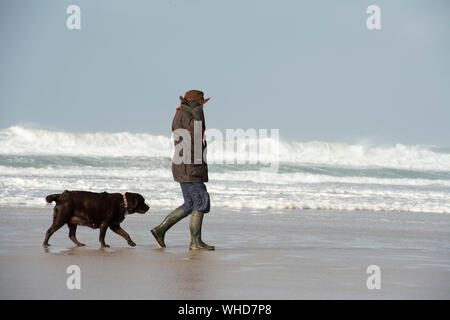 Gehen die Hunde an einem windigen Strand in Cornwall mit einem stürmischen Meer Stockfoto