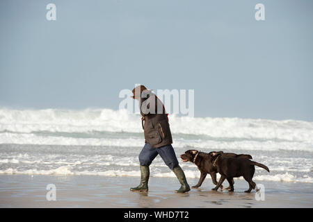 Gehen die Hunde an einem windigen Strand in Cornwall mit einem stürmischen Meer Stockfoto