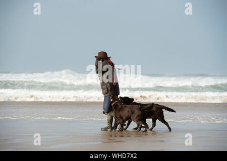 Gehen die Hunde an einem windigen Strand in Cornwall mit einem stürmischen Meer Stockfoto