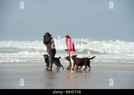 Gehen die Hunde an einem windigen Strand in Cornwall mit einem stürmischen Meer Stockfoto