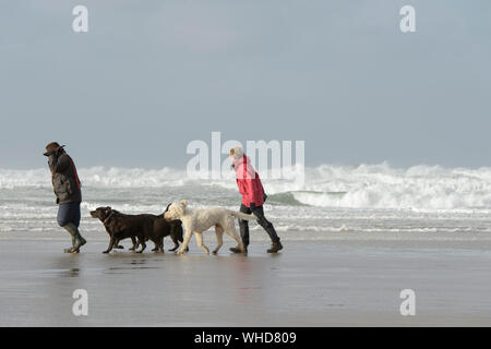 Gehen die Hunde an einem windigen Strand in Cornwall mit einem stürmischen Meer Stockfoto