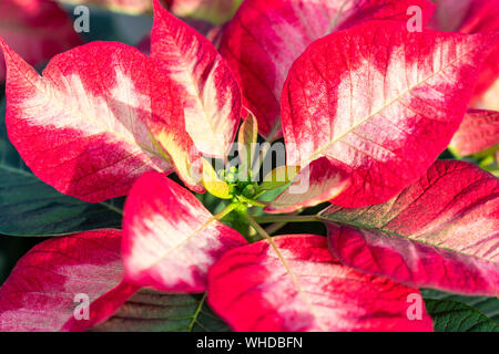 Nahaufnahme der einzelnen roten und weißen Weihnachtsstern, aka Weihnachtsstern (Euphorbia pulcherrima). Stockfoto