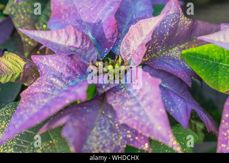 Glitter lila Weihnachtsstern Blume Blte Stockfotografie - Alamy