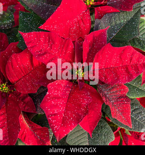 In der Nähe von hellen roten Weihnachtsstern Blumen, aka Weihnachtsstern (Euphorbia pulcherrima), mit funkelt. Stockfoto