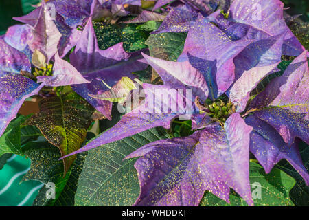 In der Nähe von hellen Purpur Weihnachtsstern Blumen, aka Weihnachtsstern (Euphorbia pulcherrima), mit goldfarbenem Glitter. Stockfoto