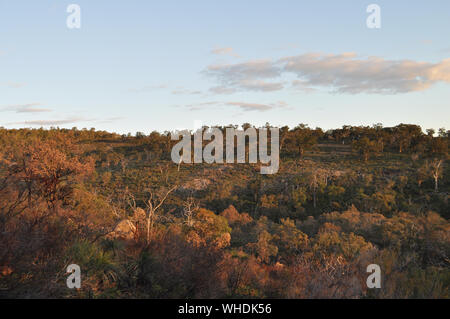 Blick über Perth Hills mit Eukalyptusbäumen und Buschland im späten Abendlicht, Whistlepipe Gully Walk, Mundy Regional Park, Kalamunda, Western Austr Stockfoto