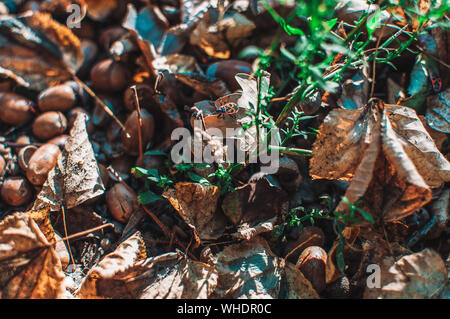 Gefallenen Eicheln mit Mützen liegen auf dem Boden im Wald unter Blätter und grüne Gras. Strukturelle Hintergrund aus natürlichen Materialien mit selektiven Fokus. Stockfoto