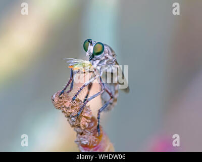 Ein Makro Foto eines thront Räuber Fliegen, Mitglied des Asilidae Familie, mit Beute los aufgespiesst auf seinem Rüssel. Stockfoto