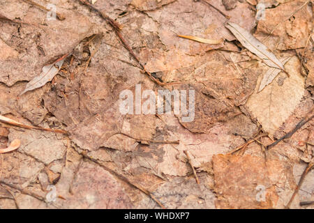 Trockene Blätter auf dem Boden Textur, gepresste Blätter in der Nähe Frühling Stockfoto