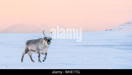 Rentier cub im Schnee, Longyearbyen, Spitzbergen Stockfoto