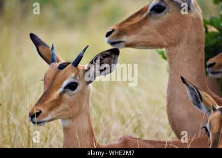 Nahaufnahme eines Hirsches in der Nähe seiner Mutter Ein trockenes, grasbewachsenes Feld mit einem unscharfen Hintergrund Stockfoto