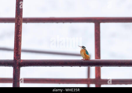 Eisvögel (Alcedo atthis) Kingfisher sitzen auf einem Zaun Stockfoto