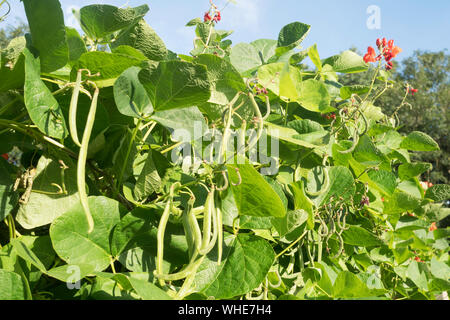 Schnittbohnen Vielzahl Armstrong wächst in einem schrebergarten in England, Großbritannien Stockfoto