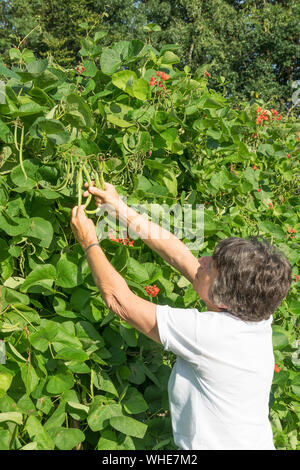 Ältere Frau Kommissionierung Stangenbohnen Vielzahl Armstrong, auf einem Schrebergarten, in England, Großbritannien Stockfoto