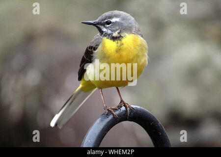 Der graue Wagtail (Motacilla cinerea) thront auf der Zaunseite in Weymouth, England, Großbritannien Stockfoto