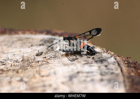 Weibliche Große Rotbelle Clearwing (Synanthedon culiciformis) am Stamm Stockfoto
