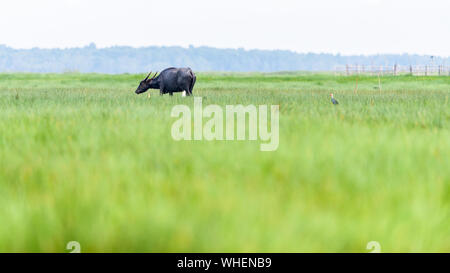 Natur Landschaft, grüne Wiese im ländlichen Thailand und Wasserbüffel oder Bubalus bubalis" ist ein Landwirt pet sind Links auf der Weide allein, 16 weiden: 9 W Stockfoto