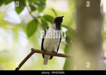 Bärtige Bellbird (Procnias Averano) Stockfoto