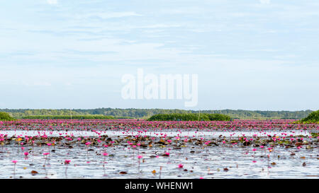 Schöne Natur Landschaft mit vielen roten Lotus Blumen oder Indianer oder Seerose Nymphaea Lotus in den Teich an Thale Noi Wasservögel Reserve Park Stockfoto