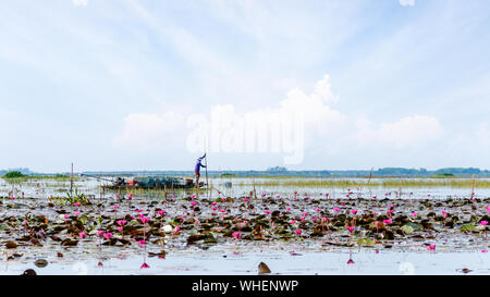 Lokale Fischer bereiten Fischfallen auf einem Boot in einem See mit vielen roten Lotusblumen, Lifestyle in der Landschaft in Thale Noi Wasservögel Park, also Stockfoto