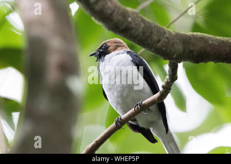 Bärtige Bellbird (Procnias Averano) Stockfoto