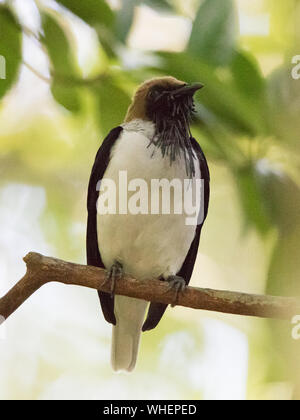 Bärtige Bellbird (Procnias Averano) Stockfoto