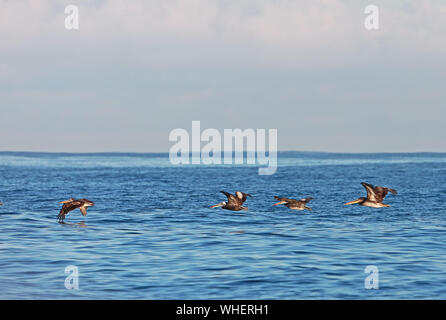 Peruanische Pelikan (Pelecanus thagus) Erwachsenen und immatures im Flug niedrig über dem Meer Valparaiso, Chile Januar Stockfoto