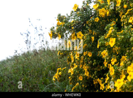 In der Nähe des gelben Blüten von dasiphora fruticosa nach regnerischen Nacht Stockfoto