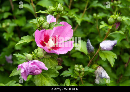 Rosa Hibiskus Blume mit Regen fällt auf die blütenblätter nach regnerischen Nacht Stockfoto