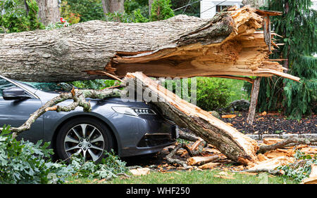 Ein Auto mit einem Baum auf es, nachdem der Baum split zerkleinert und fiel während eines Sturms auf Long Island, New York. Stockfoto