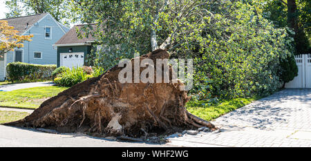 Ein großer Baum stürzt auf ein Haus bei einem windigen Gewitter mit Micro platzt. Stockfoto