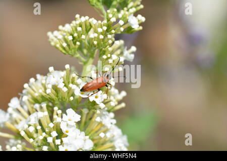 Longhorn Beetle (Stictoleptura rubra) Käfer auf weißen Sommer Flieder in der freien Natur mit Kopie Raum Stockfoto