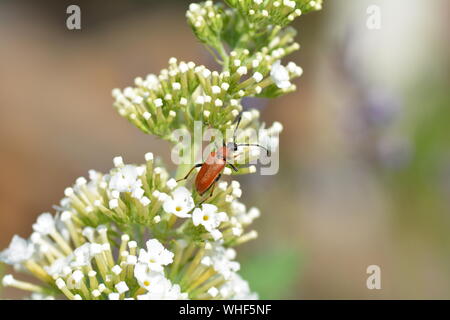 Eine braune Longhorn Beetle (Stictoleptura rubra) Käfer auf weißen Sommer Flieder in der freien Natur mit Kopie Raum Stockfoto