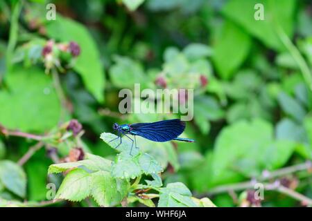 Eine blaue Libelle - calopteryx Jungfrau sitzt auf Blatt in der grünen Natur mit Kopie Raum Stockfoto