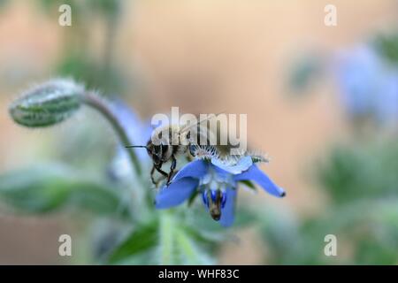 Biene auf Blau borretsch Blüten in der Natur mit Kopie Raum Stockfoto