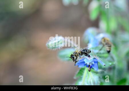 Biene auf Blau borretsch Blüten in der Natur mit vielen Platz kopieren Stockfoto