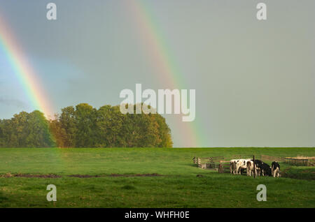 Helle Doppelzimmer Regenbogen mit Kühen in der Landschaft von Holland Stockfoto