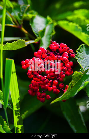 Roten Beeren im Nationalpark in Kanada. Stockfoto