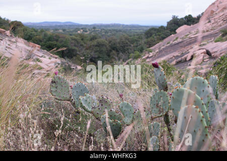Outdoor Kaktus in Texas in Form eines Herzens Stockfoto