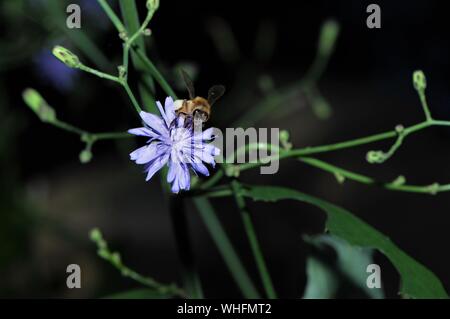 Eine Biene sammelt Nektar von einer schönen zwei ton violett Wildflower. Stockfoto